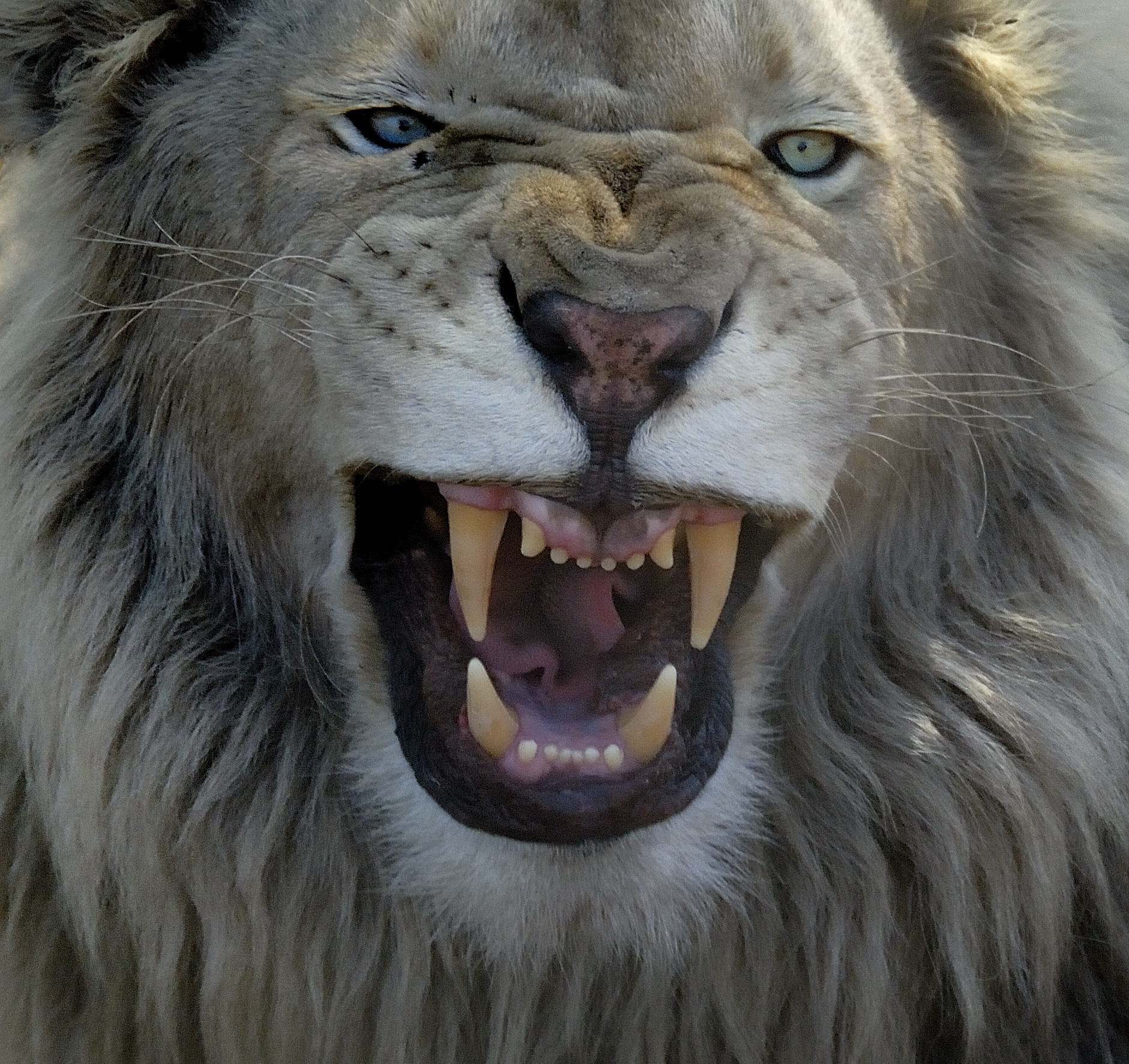 snarl-2.jpg