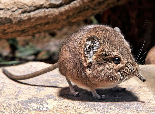 happy-animal-facts-21-1.jpg