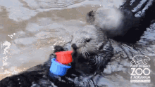 nellie-seaotter.gif