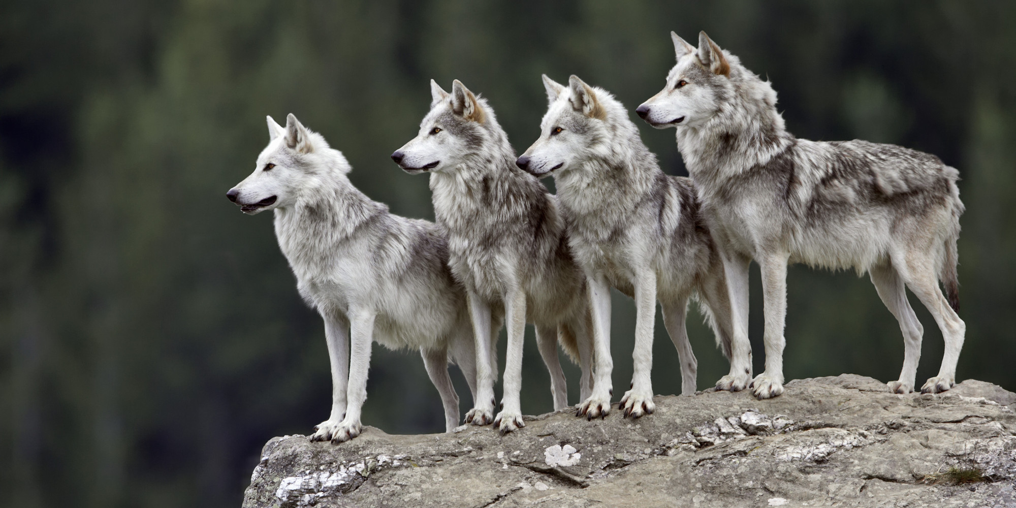 o-WOLF-facebook.jpg