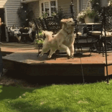 tenor.gif