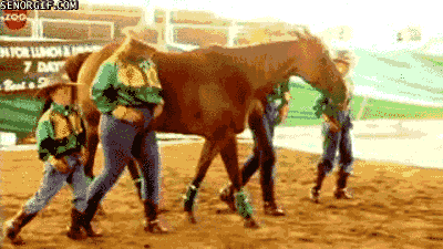 gif-of-a-dancing-horse