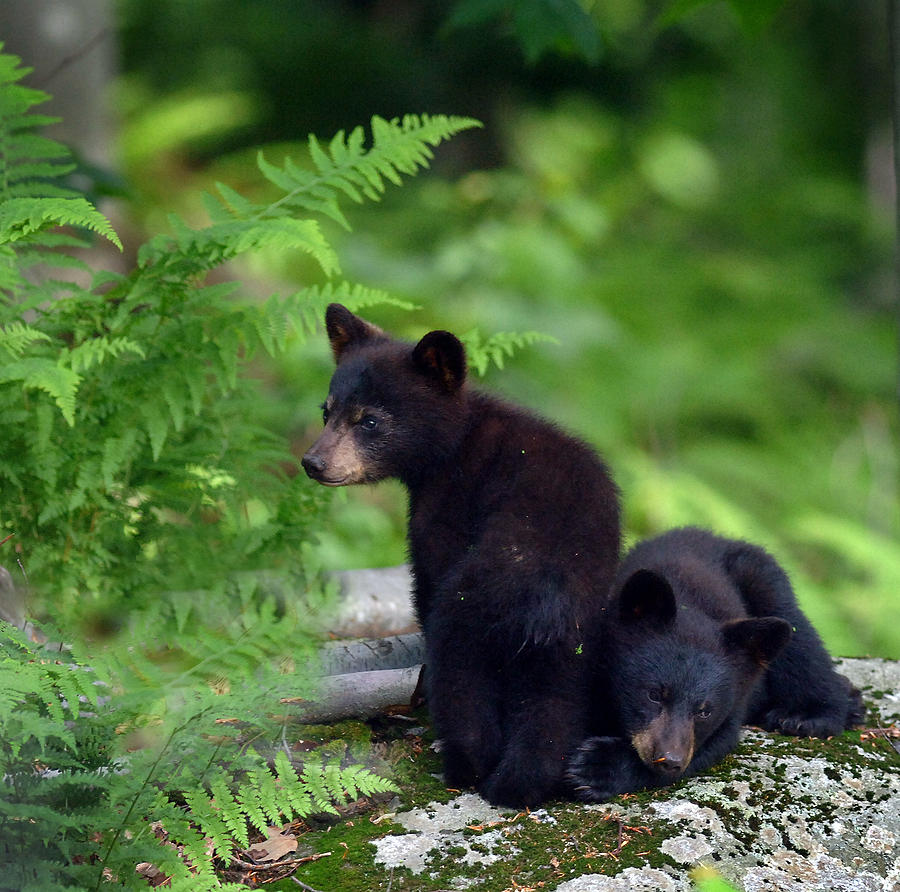 black-bear-cubs-s-michael-bisceglie.jpg