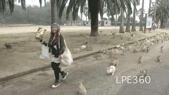 funny-gif-bunny-island-running-scary.gif