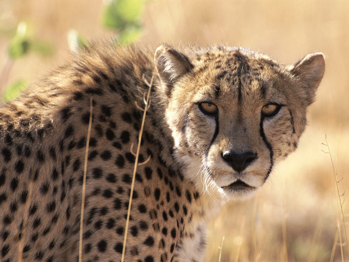 CheetahNamibia.jpg