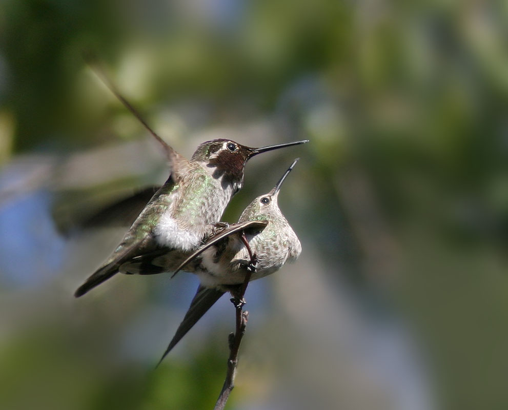 AnnasHummingbirds1Lb.jpg