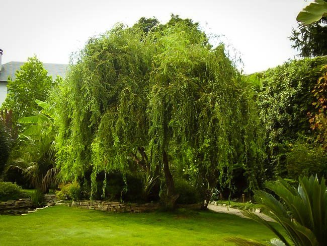 corkscrew-willow-3.jpg