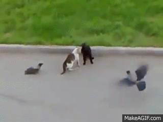 wP6NQjc.gif