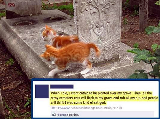 catnip-at-my-grave.jpg