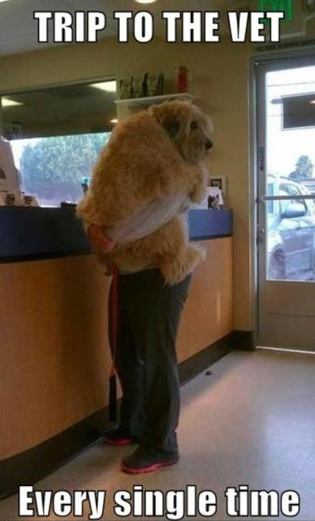 scared-dog-at-vet.jpg
