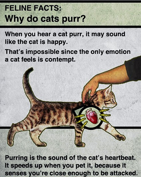 why-cats-purr.jpg
