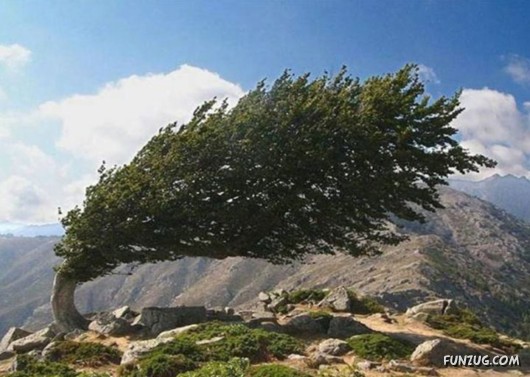 trees-unusual.jpg