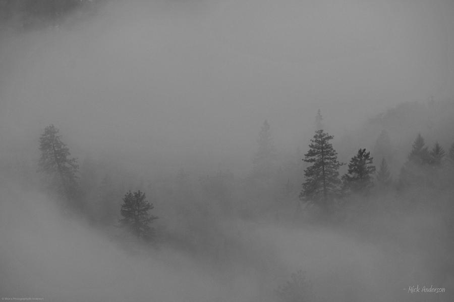 trees-in-fog-mick-anderson.jpg