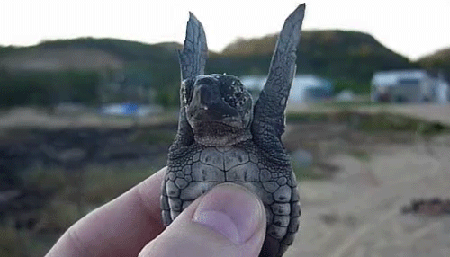 ani_tiny-turtle-flaps.gif