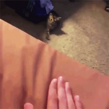 6bc3a49d21f6ba9e4b6fa475a210ea16.gif