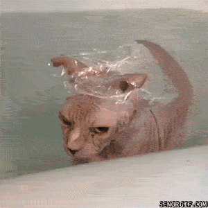 current-mood-sphynx-cat-in-the-bath