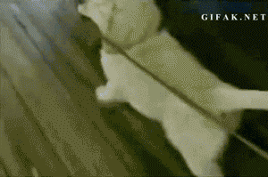 wait-no-come-back
