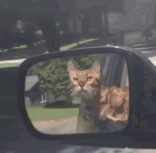 cat-car-cat-rollin.gif