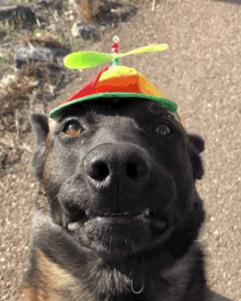 dog-cute.gif