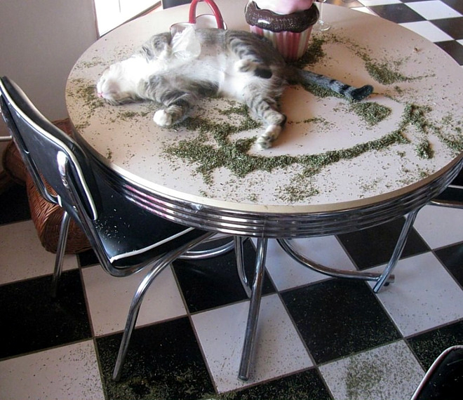 catnip-table-mess_sm.jpg