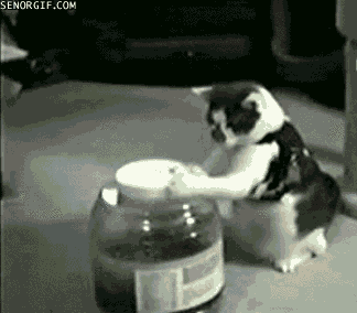 clever-cat