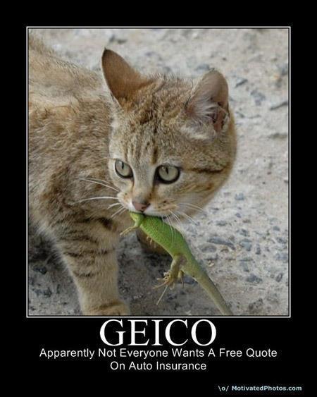 geico-cat.jpg