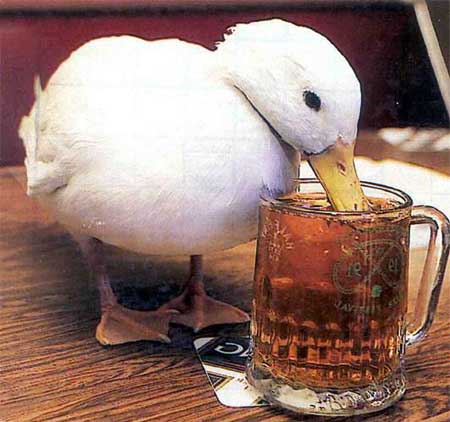 Drunk_Duck.jpg