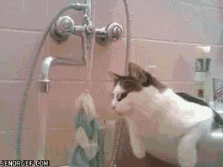 thirsty-cat
