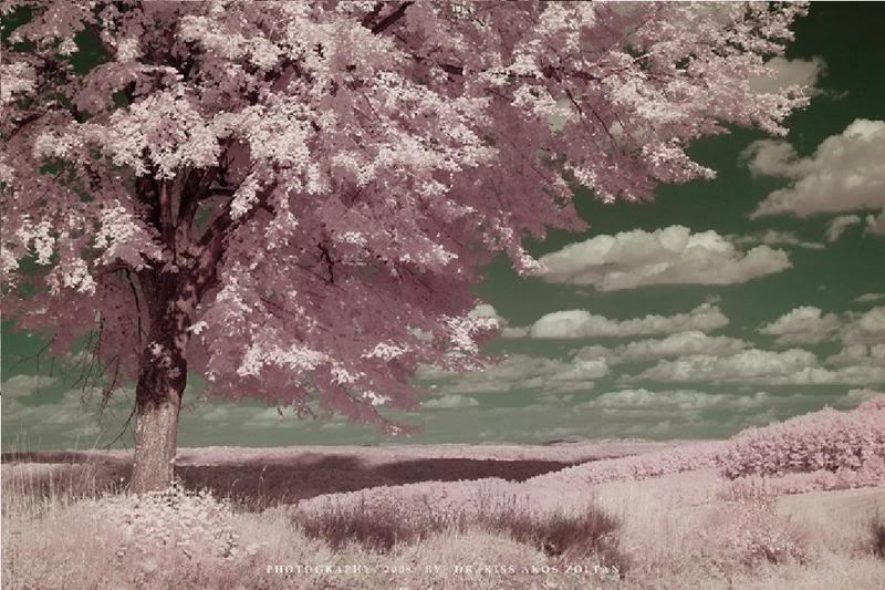 pink+tree+6.jpg
