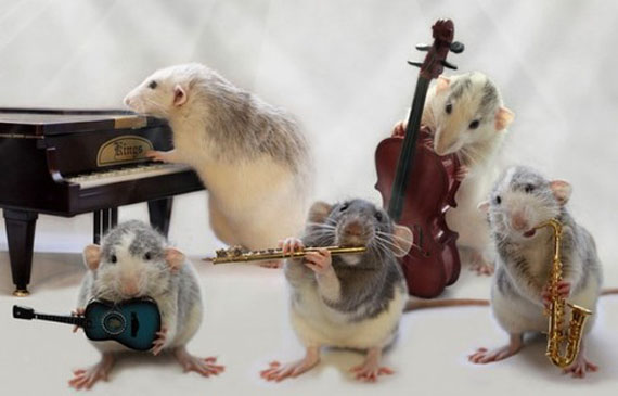 rat-playing-musical-instruments-6.jpg