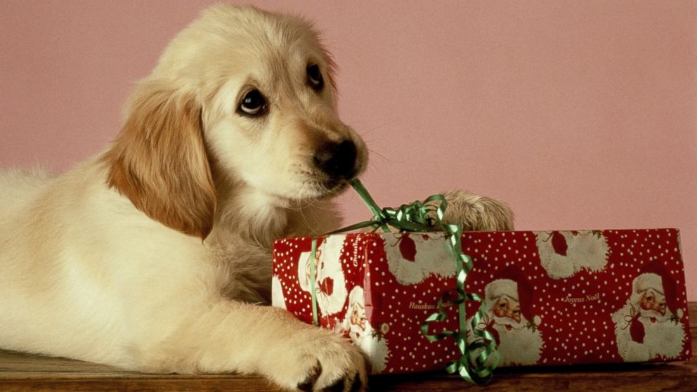 GTY_puppy_opens_christmas_gift_jt_151226_16x9_992.jpg