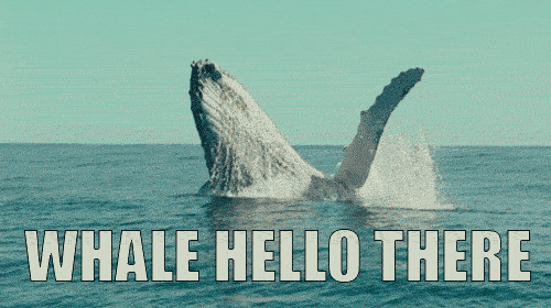 206e4829789880d9b3ec2c736c715b2c.gif