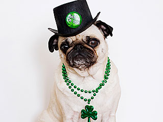 stpattys-dog-320.jpg