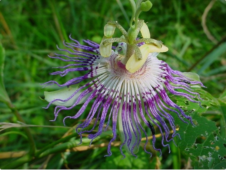 wildflower.jpg