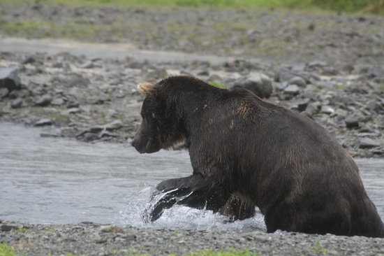 adventure-kodiak.jpg