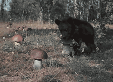 ani_bear-picks-mushroom.gif