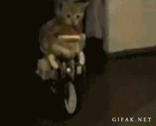 giphy.gif