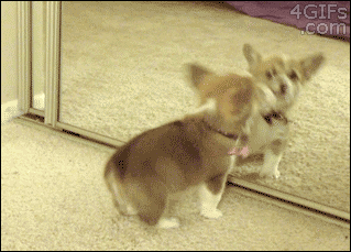 playmate-in-the-mirror