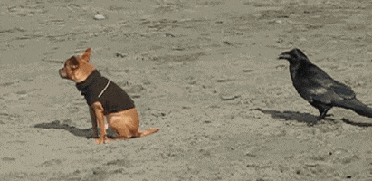 200.gif