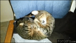 dNfHaiU.gif