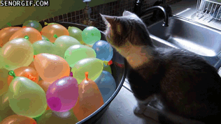 cat-plays-with-a-water-a-balloon