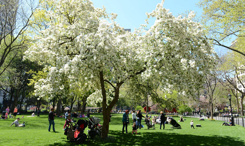 spring-trees-crab-apple-tree-madison-sq-park-da.jpg