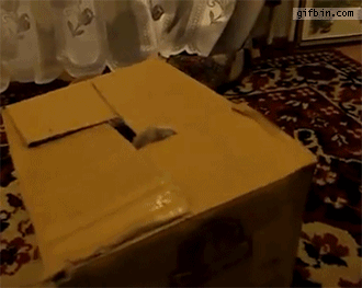 1386181687_kitteninabox.gif