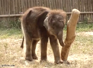 1397152783_baby_elephant_vs_wooden_pole.gif