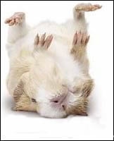 dead_hamster.jpg
