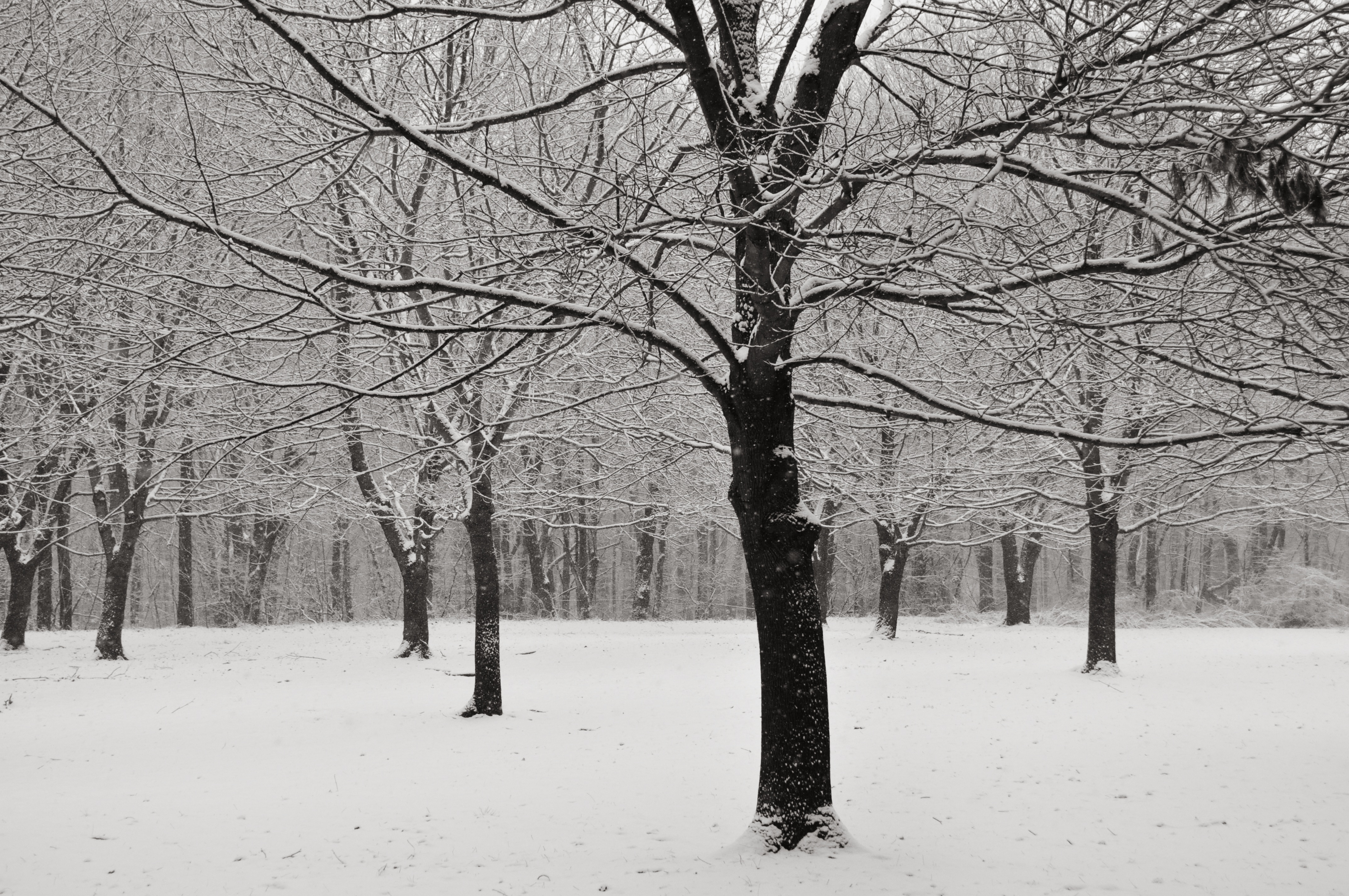 winter-trees.jpg