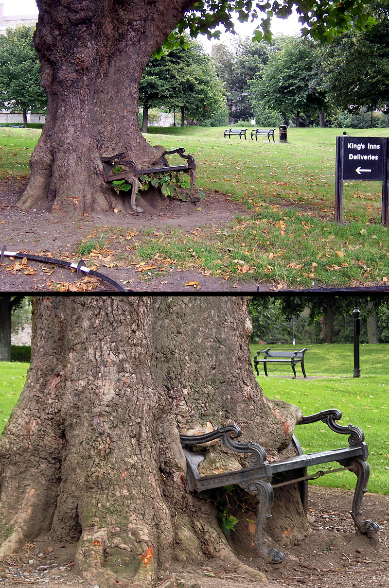 tree-eats-bench.jpg