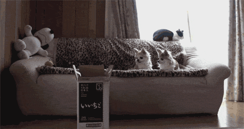 ani_cat-box-fail.gif