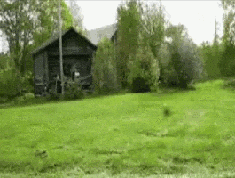 giphy.gif