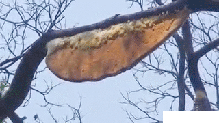fearless-squirrel-raids-honeycomb